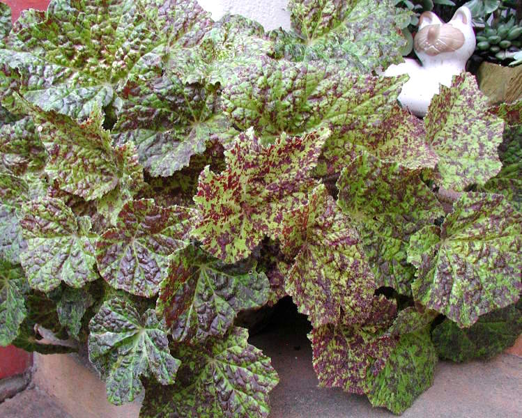 B. ‘Marmaduke’